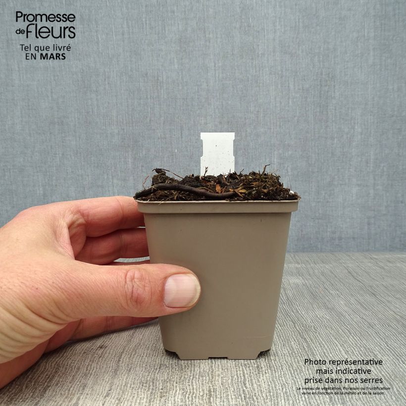 Example of Cosmos atrosanguineus Eclipse - Fior di cioccolato Vasetto da 8/9 cm as you get in printemps