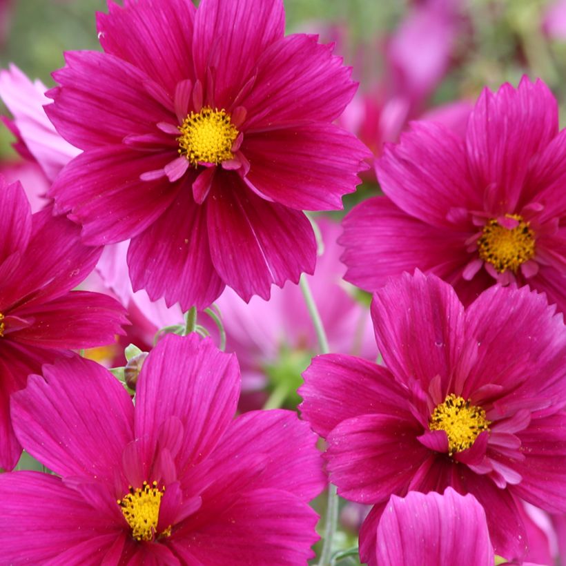 Cosmos Fandango (semi)- Cosmea (Fioritura)