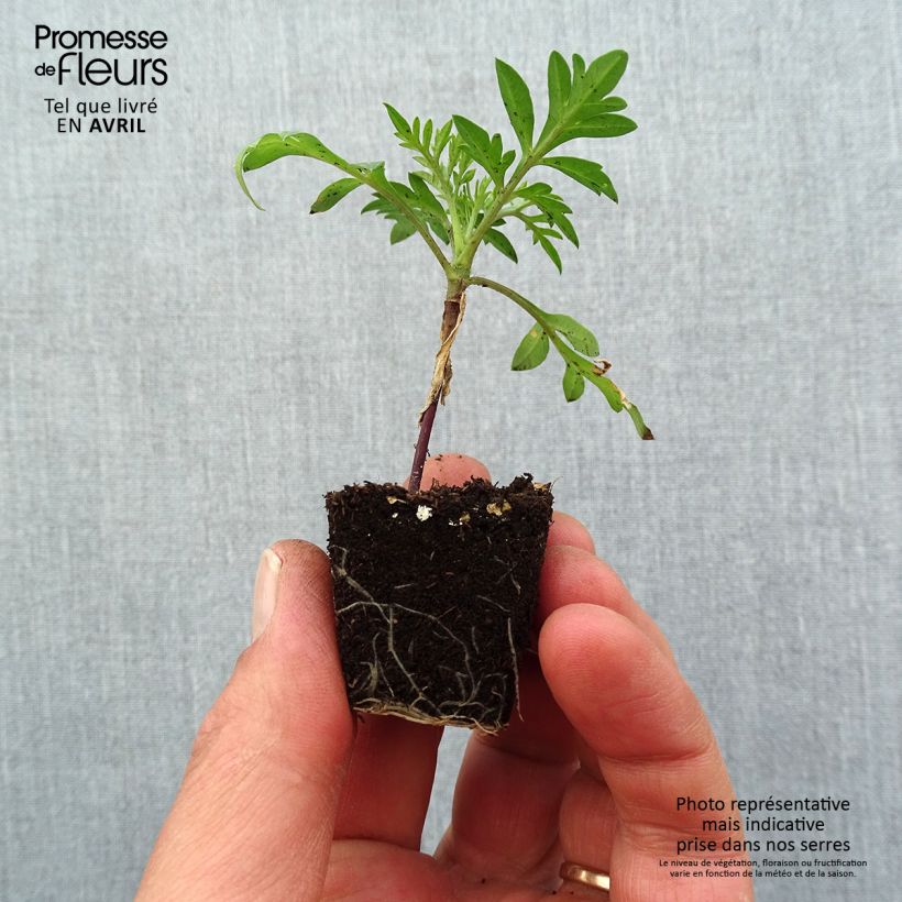 Cosmos sulphureus Mandarin - Cosmea arancione mini zolla... esemplare consegnato in primavera