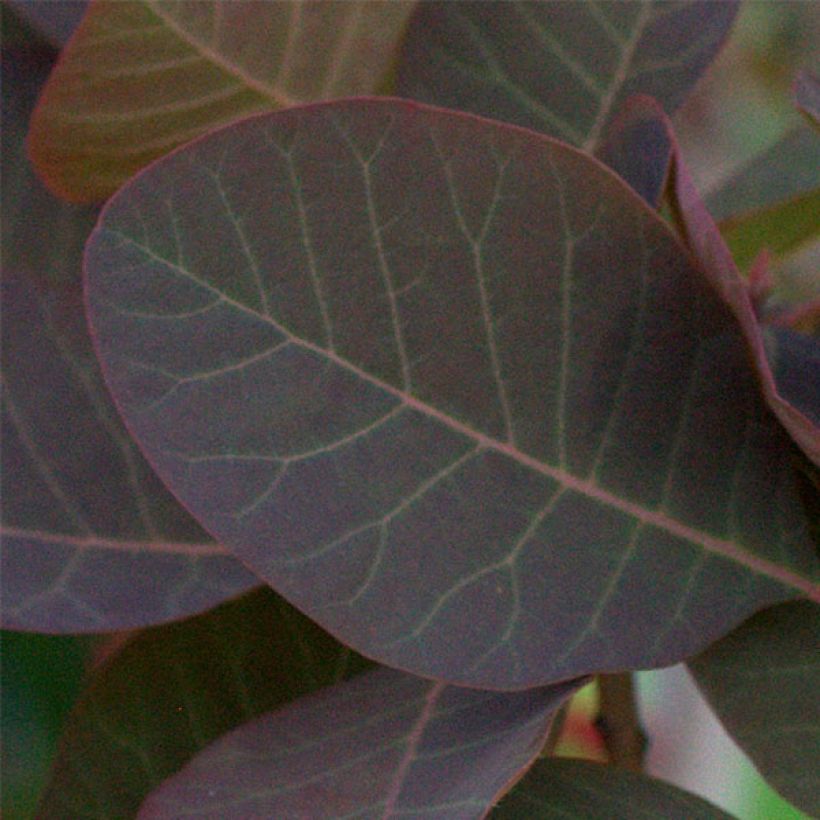 Cotinus Grace - Scotano (Foliage)