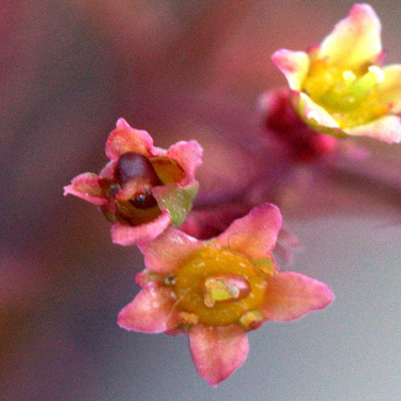 Cotinus Grace - Scotano (Flowering)