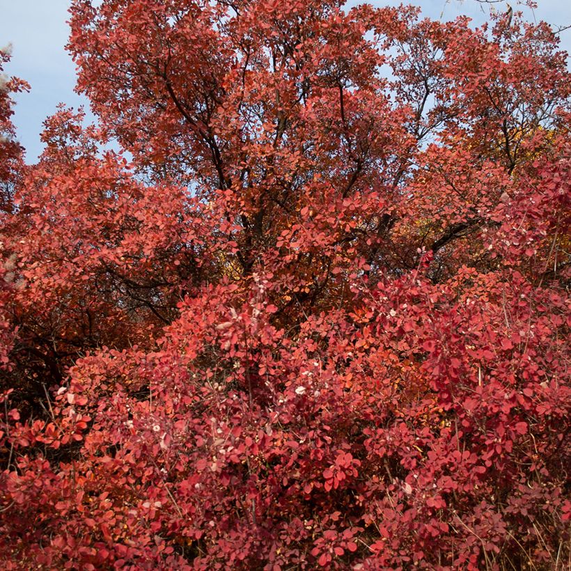Cotinus Grace - Scotano (Plant habit)
