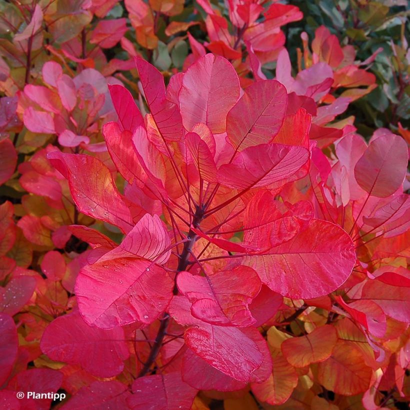 Cotinus coggygria Old Fashioned (Foliage)