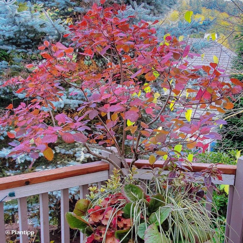 Cotinus coggygria Old Fashioned (Plant habit)