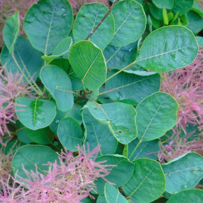 Cotinus coggygria Joe (Foliage)