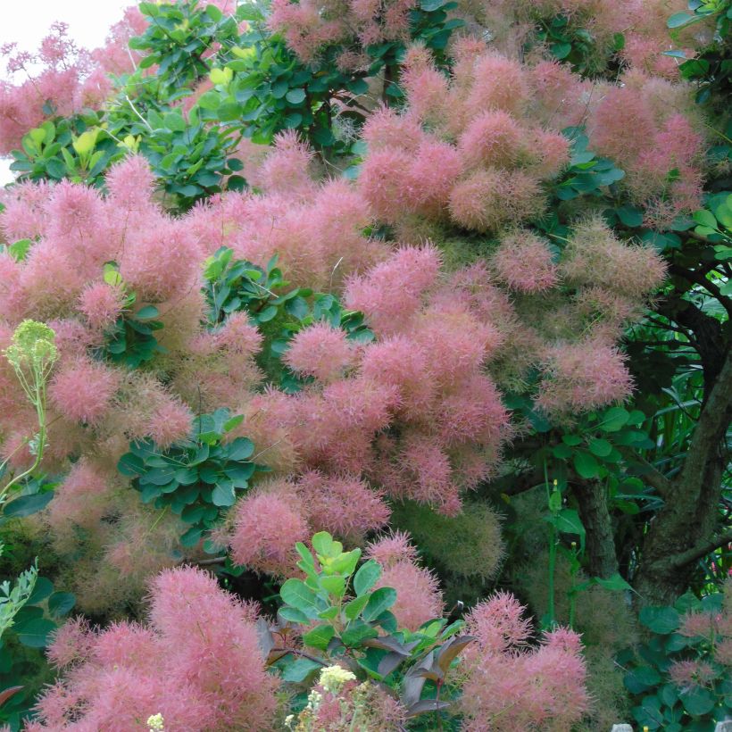 Cotinus coggygria Joe (Flowering)