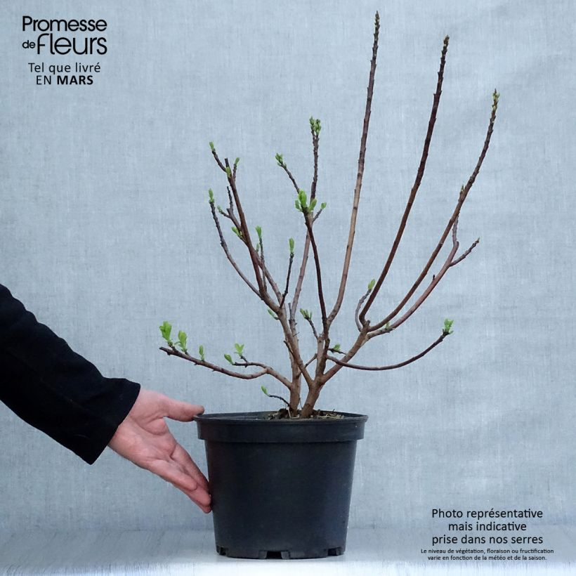 Example of Cotinus coggygria Joe Vaso da 3L/4L as you get in printemps
