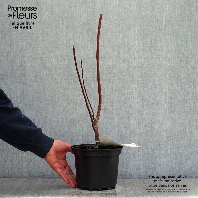 Cotinus coggygria - Scotano Vaso da 3L/4L esemplare consegnato in primavera