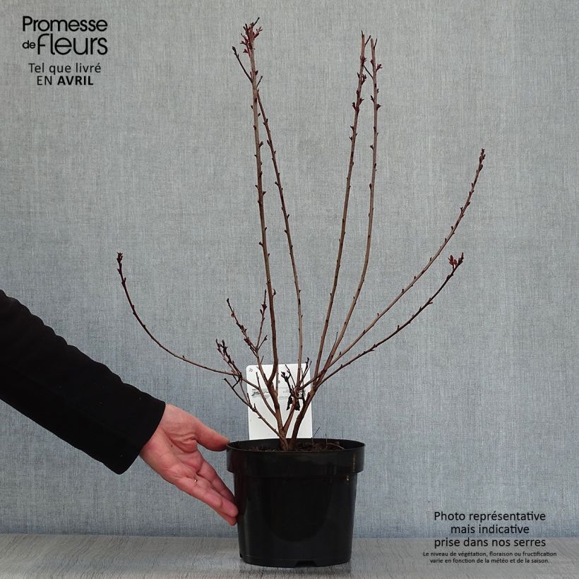 Cotinus coggygria Dusky Maiden Vaso da 3L/4L esemplare consegnato in primavera