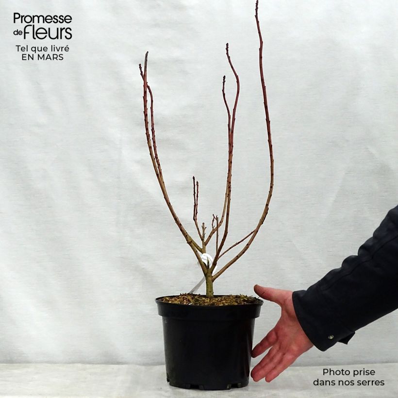 Example of Cotinus coggygria Flamissimo Vaso da 3L/4L as you get in printemps