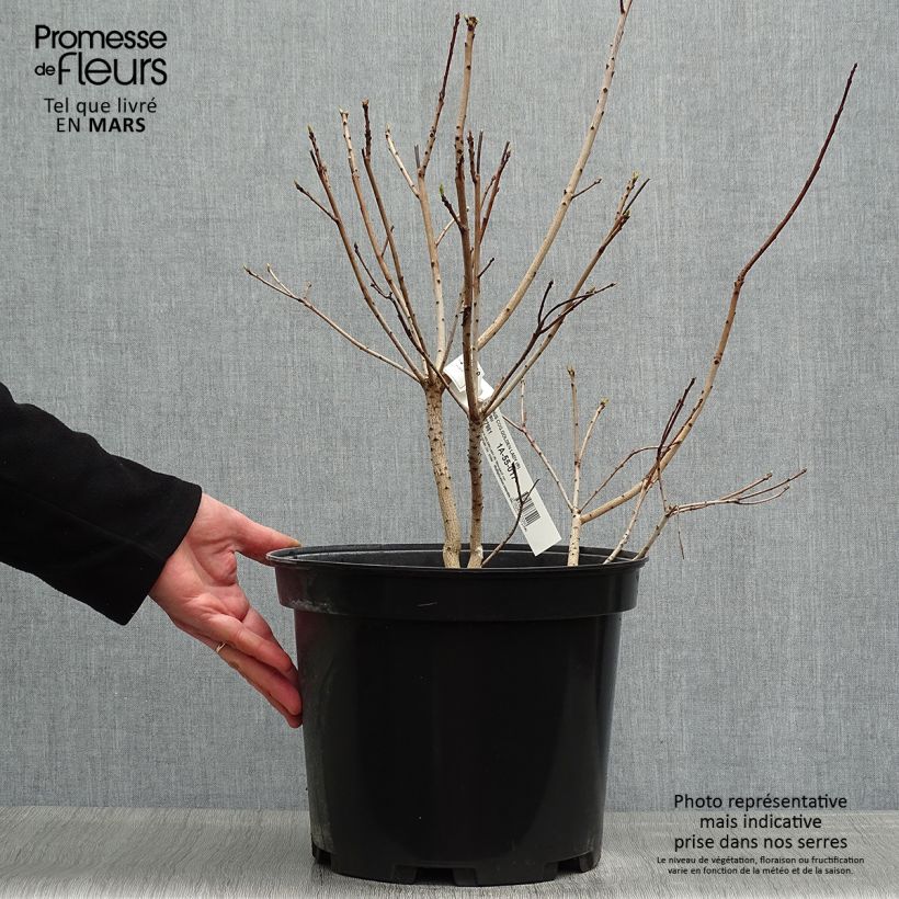 Cotinus coggygria Golden Lady Vaso da 7,5L/10L esemplare consegnato in primavera