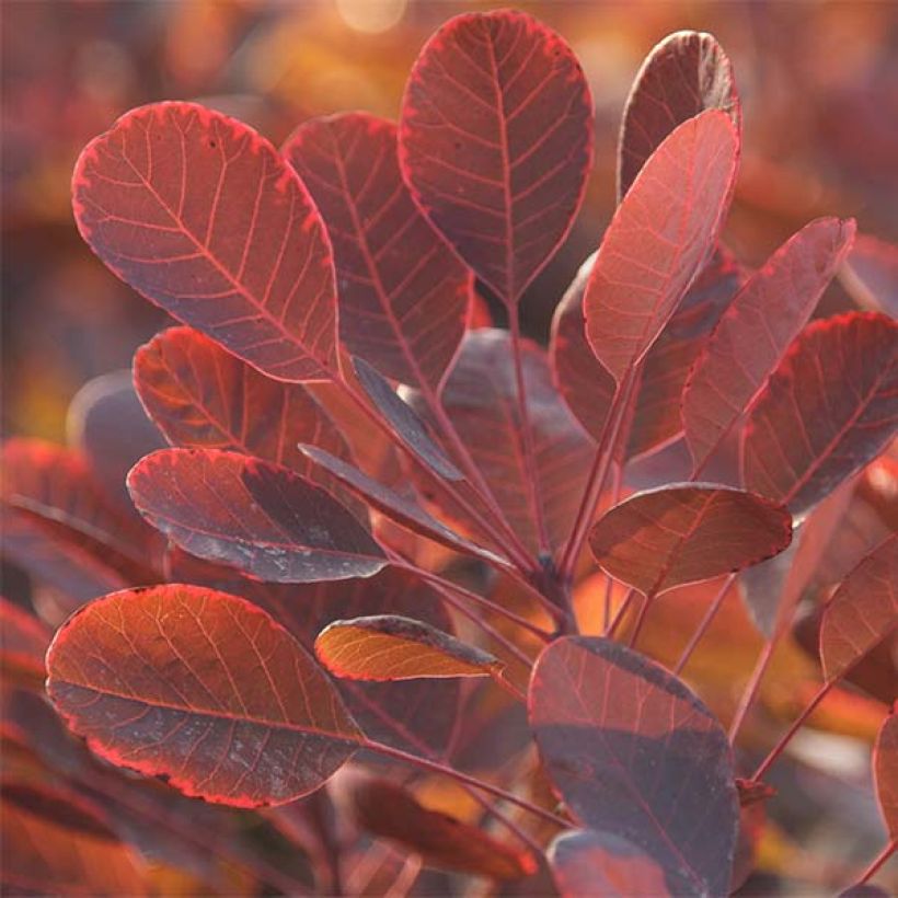 Cotinus coggygria Lilla (Foliage)