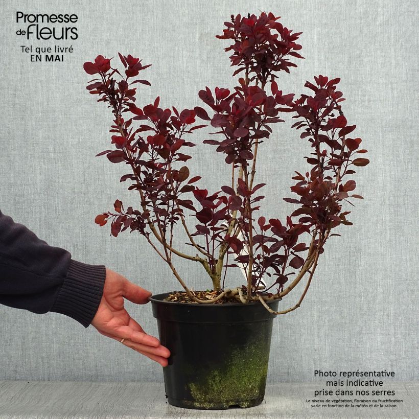 Example of Cotinus coggygria Lilla Vaso da 3L/4L as you get in printemps