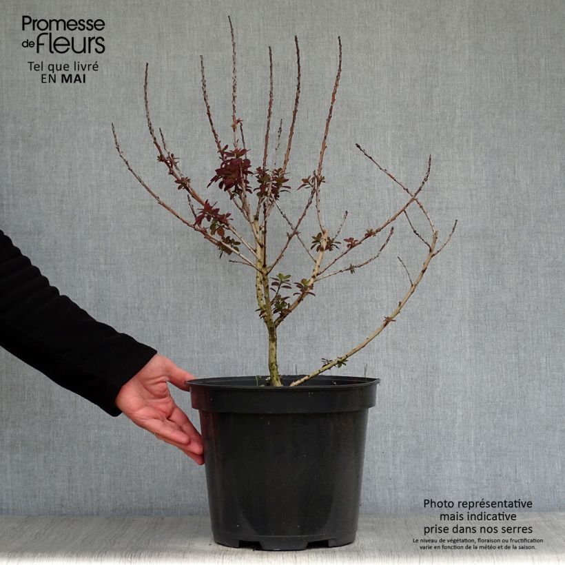 Cotinus coggygria Royal Purple Vaso da 4L/5L esemplare consegnato in primavera