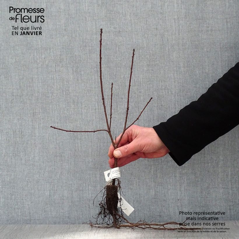 Cotinus coggygria Royal Purple Piante piccole a radice nuda esemplare consegnato in inverno