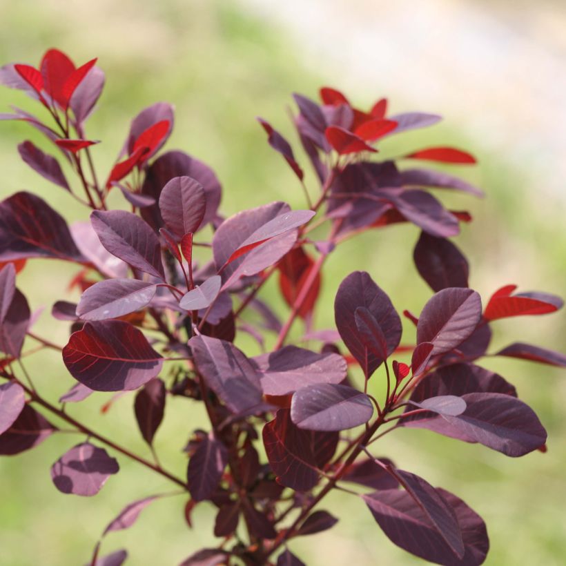 Cotinus coggygria Winecraft Black (Foliage)