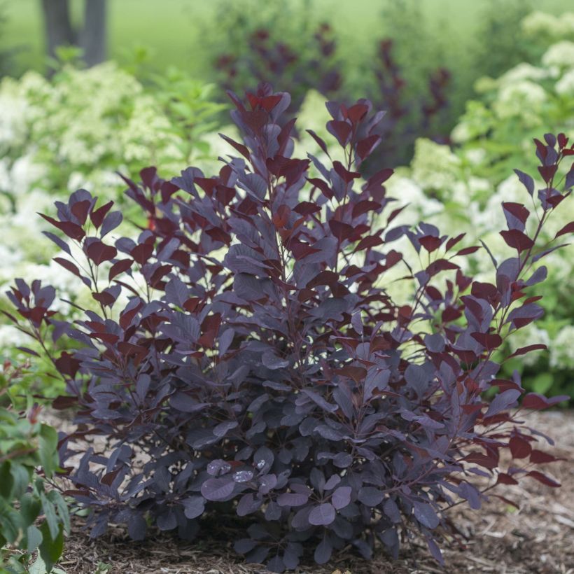 Cotinus coggygria Winecraft Black (Plant habit)