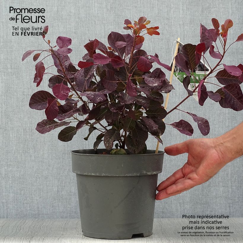 Esemplare di Cotinus coggygria Winecraft Black Vaso da 3L/4L come consegnato in autunno