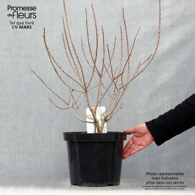 Cotinus coggygria Young Lady Vaso da 6L/7L esemplare consegnato in primavera