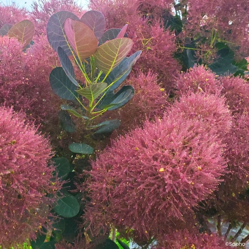 Cotinus coggygria Magical Torch (Fioritura)