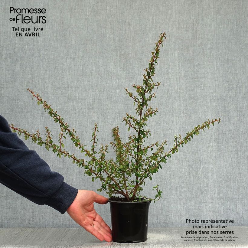Example of Cotoneaster suecicus Skogholm Vaso da 1L/1,5L as you get in printemps
