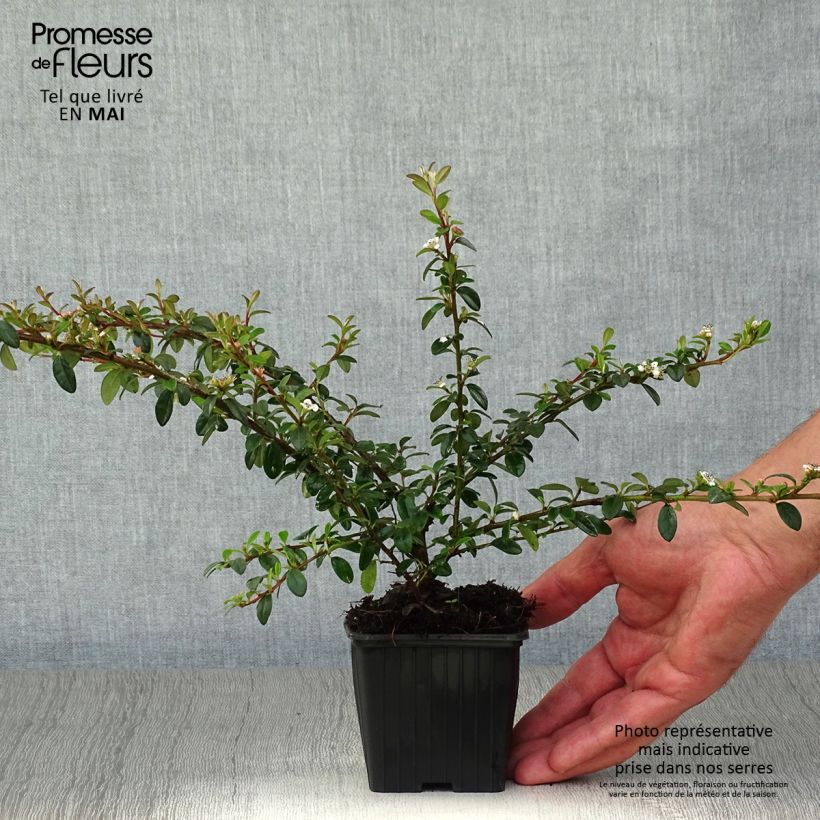 Example of Cotoneaster suecicus Skogholm Vasetto da 8/9 cm as you get in printemps