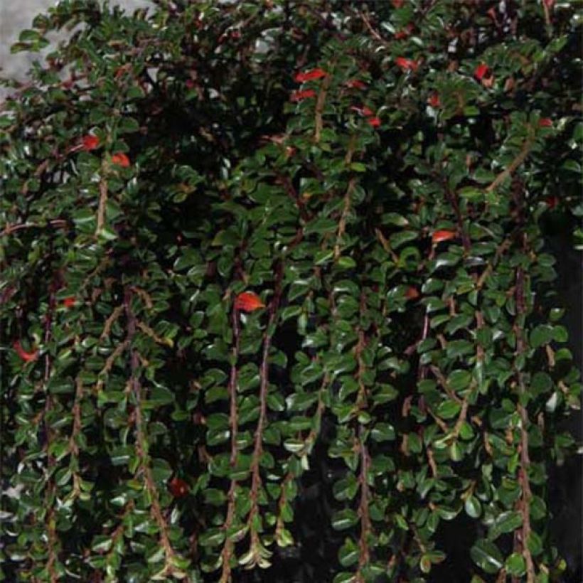Cotoneaster adpressus Little Gem (Fogliame)