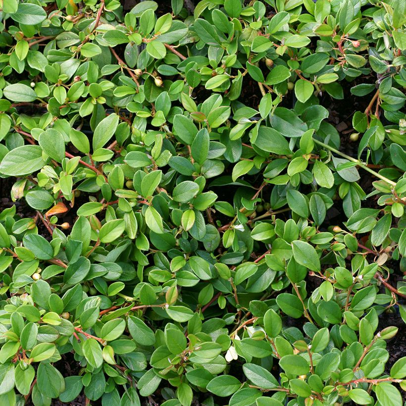 Cotoneaster dammeri (Foliage)