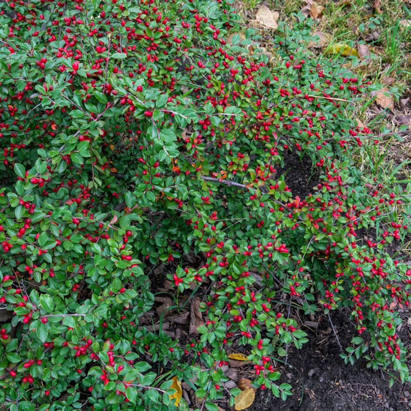 Cotoneaster dammeri (Plant habit)