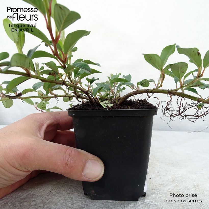 Example of Cotoneaster dammeri Vasetto da 8/9 cm as you get in printemps