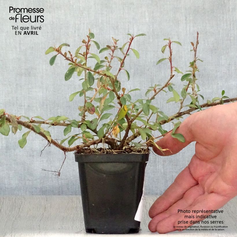 Example of Cotoneaster dammeri Eichholz Vasetto da 8/9 cm as you get in printemps
