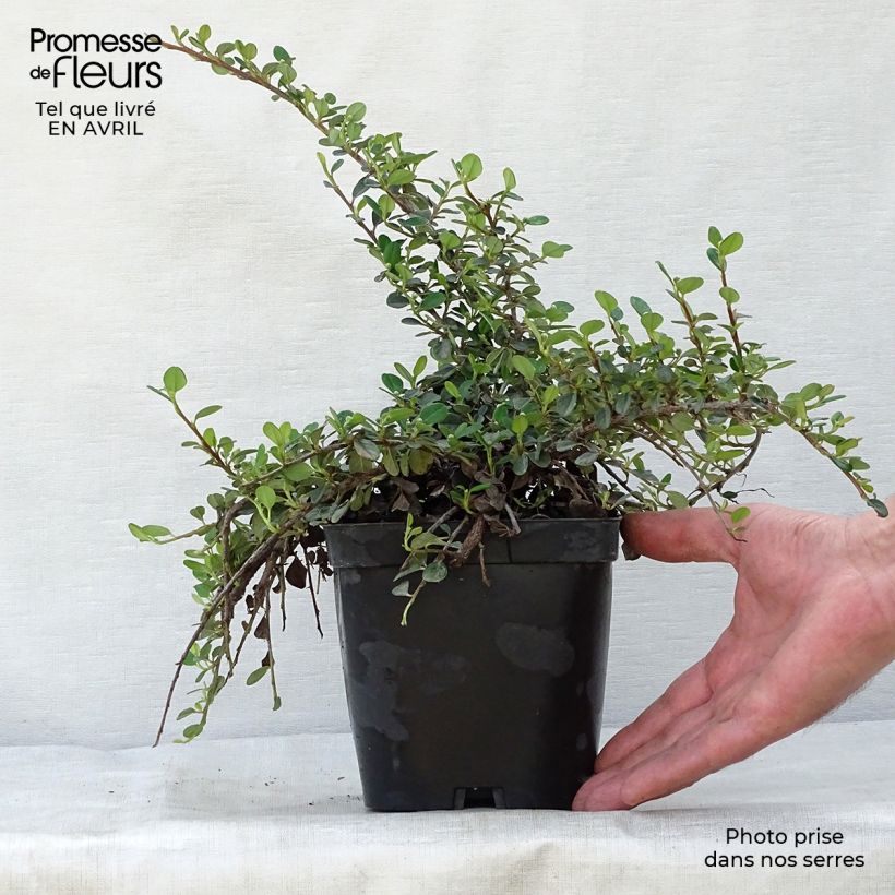 Example of Cotoneaster dammeri Evergreen Vaso da 2L/3L as you get in printemps