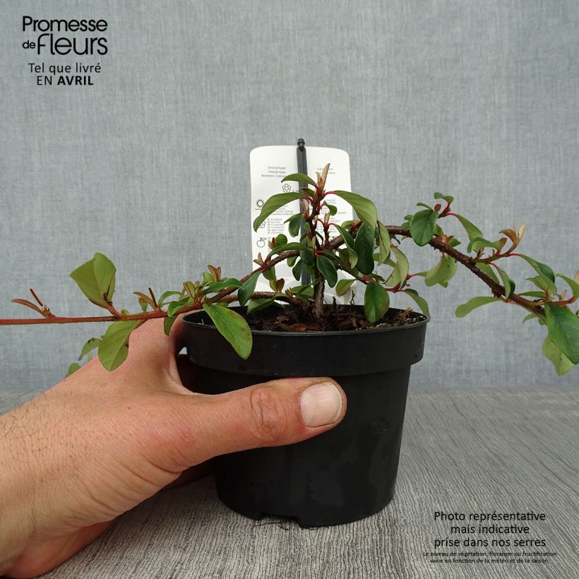 Example of Cotoneaster dammeri Major Vaso da 1L/1,5L as you get in printemps