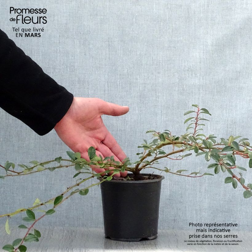 Example of Cotoneaster dammeri Miranda Vaso da 1L/1,5L as you get in printemps