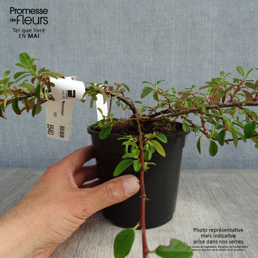 Example of Cotoneaster dammeri Mooncreeper Vaso da 1L/1,5L as you get in printemps