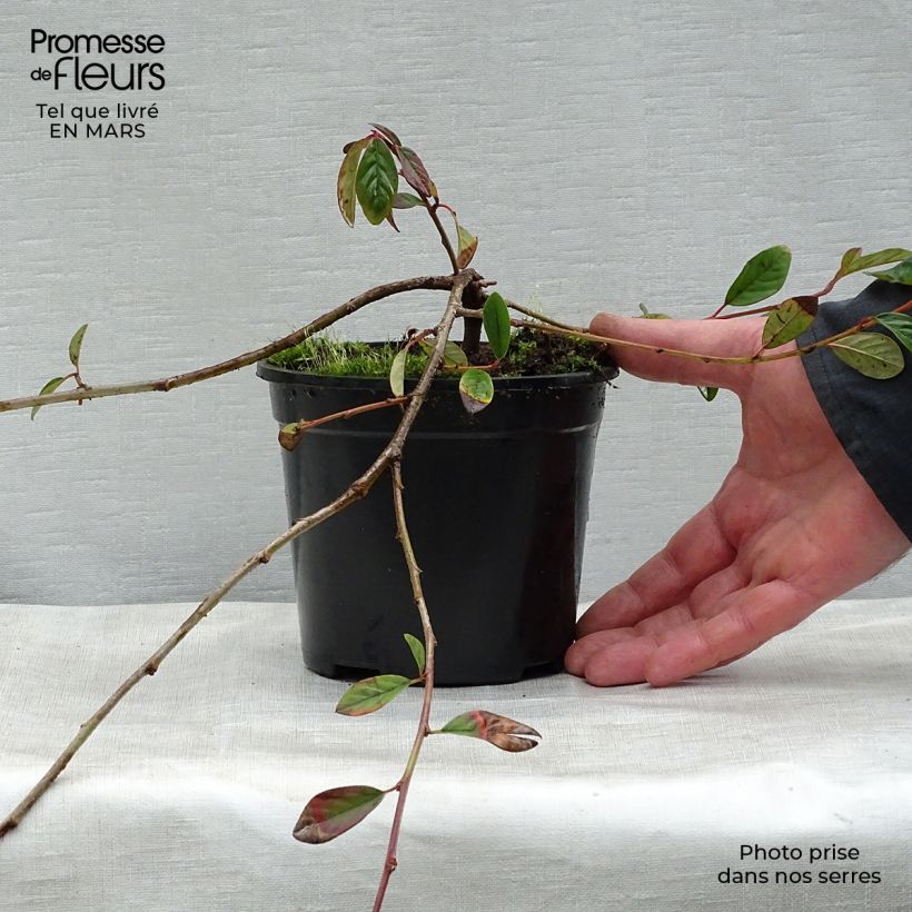 Example of Cotoneaster dammeri Schoon Vaso da 1L/1,5L as you get in printemps