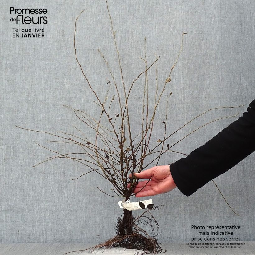 Cotoneaster dielsianus var. elegans Piante piccole a radice nuda esemplare consegnato in inverno