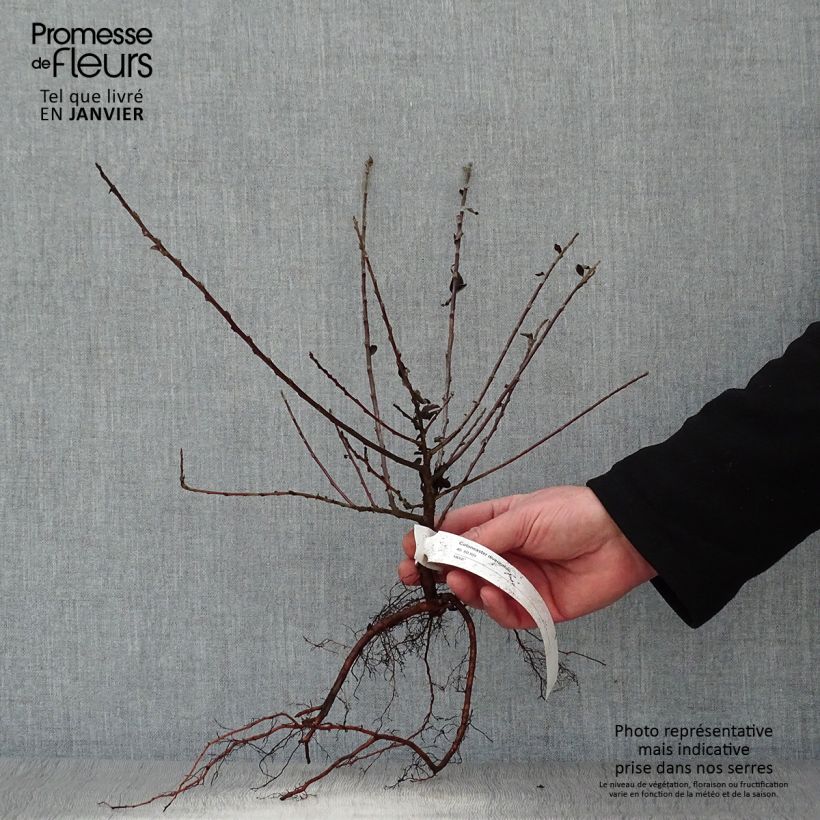 Cotoneaster divaricatus Piante piccole a radice nuda esemplare consegnato in inverno