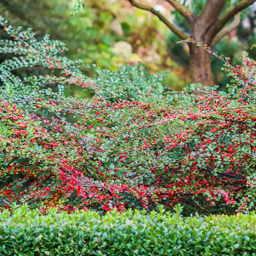Cotoneaster horizontalis - Cotognastro tappezzante (Plant habit)