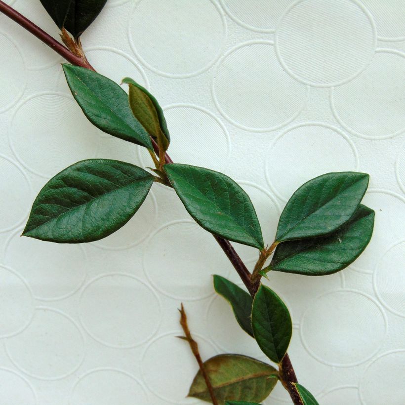 Cotoneaster lacteus - Cotognastro latteo (Foliage)