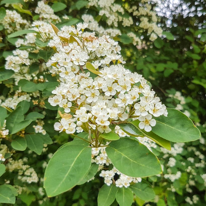 Cotoneaster lacteus - Cotognastro latteo (Flowering)