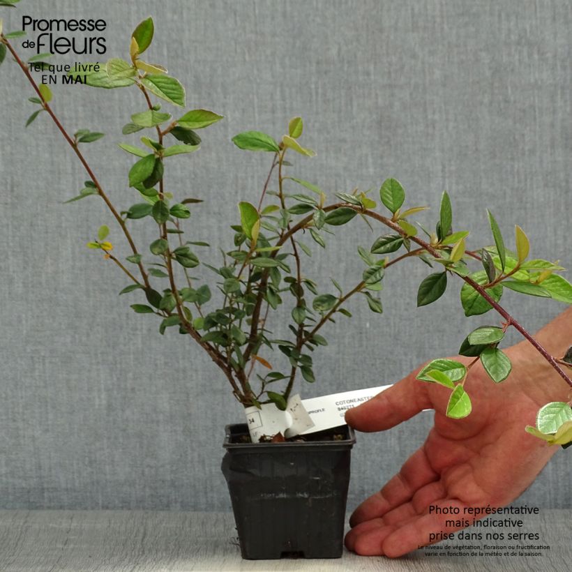Example of Cotoneaster lacteus - Cotognastro latteo Vasetto da 8/9 cm as you get in printemps