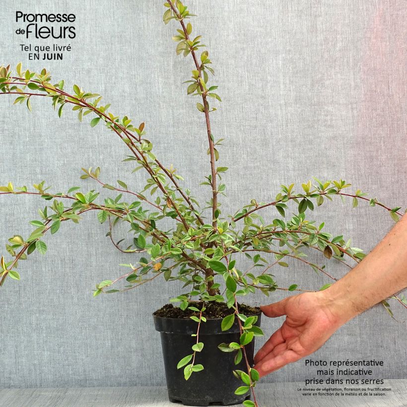 Example of Cotoneaster lacteus - Cotognastro latteo Vaso da 2L/3L as you get in printemps