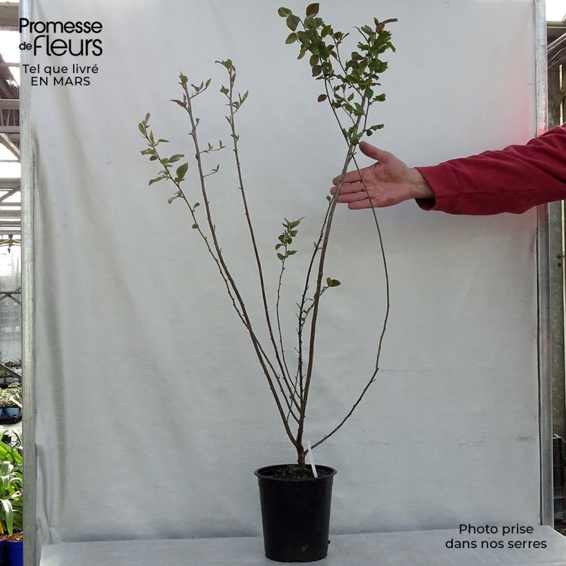 Example of Cotoneaster lucidus Vaso da 2L/3L as you get in printemps