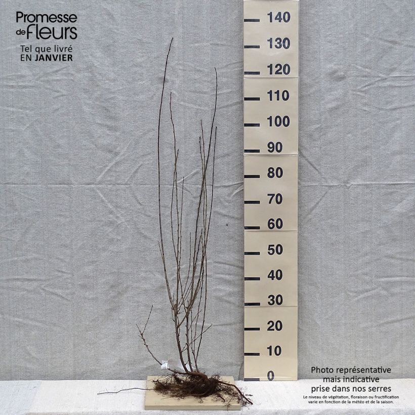 Example of Cotoneaster lucidus Piante piccole a radice nuda as you get in hiver