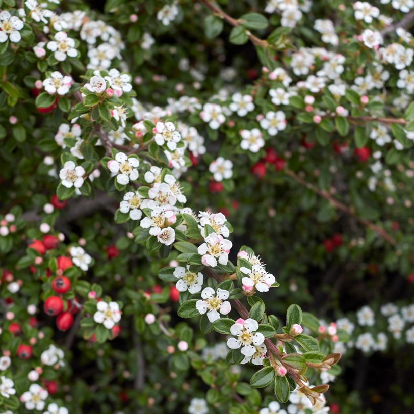 Cotoneaster microphyllus (Fioritura)
