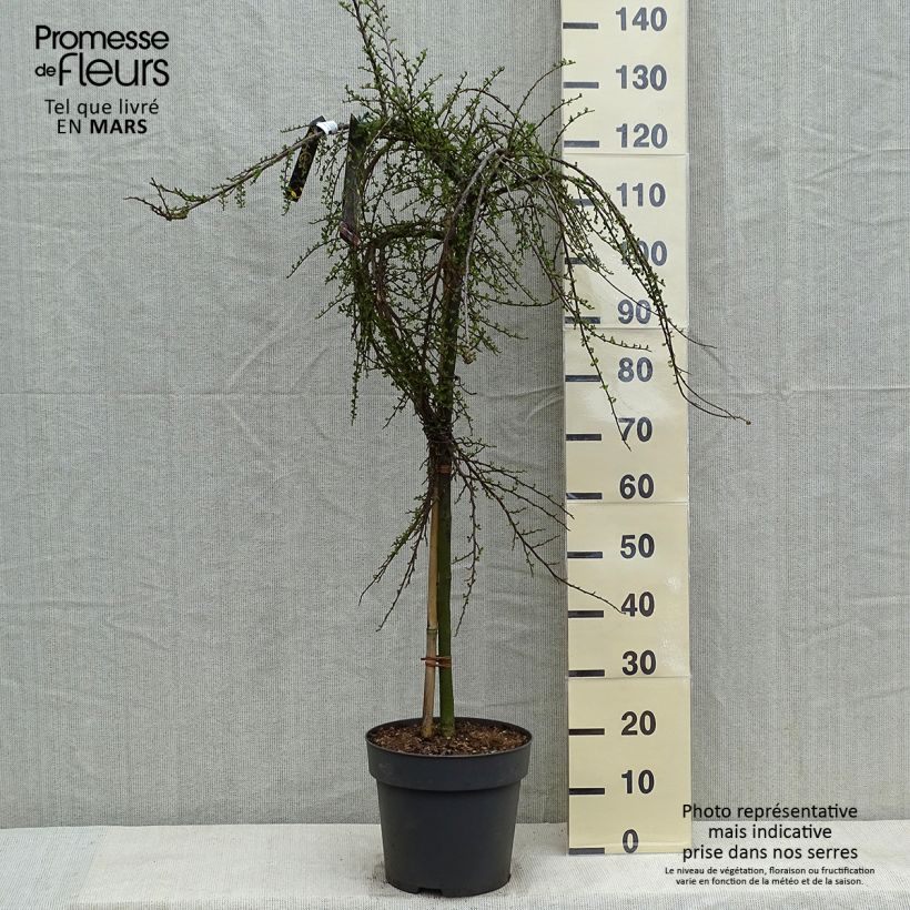 Example of Cotoneaster praecox Boer Vaso da 7,5L/10L, Vaso impalcato as you get in printemps