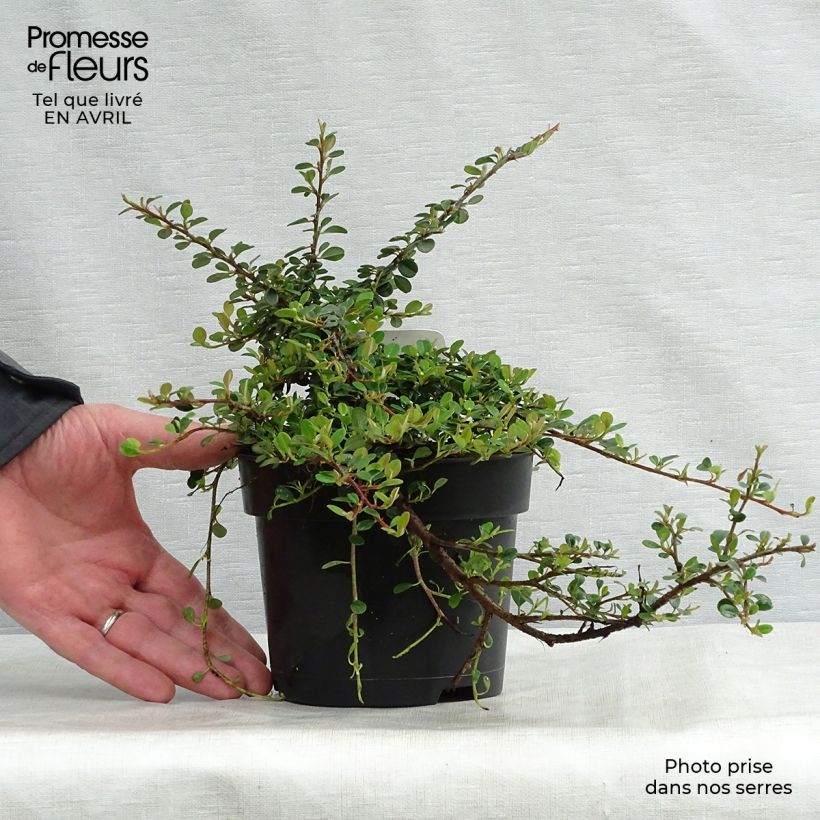 Example of Cotoneaster procumbens Queen of Carpets Vaso da 1L/1,5L as you get in printemps