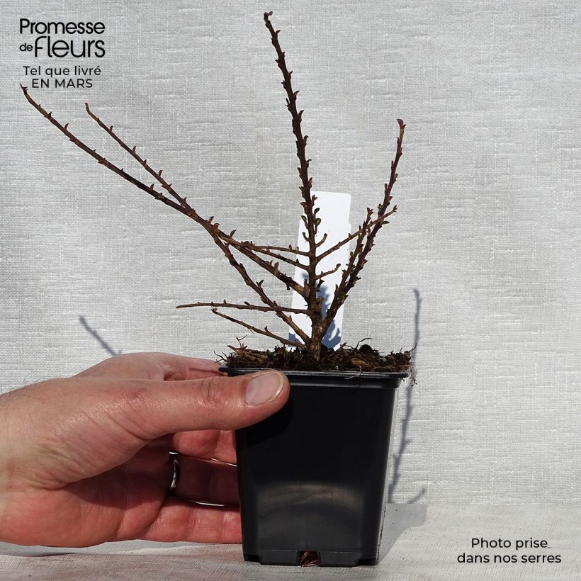 Example of Cotoneaster procumbens Queen of Carpets Vasetto da 8/9 cm as you get in printemps