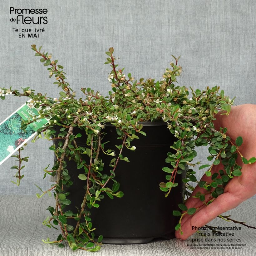 Example of Cotoneaster procumbens Streibs Findling Vaso da 1,5L/2L as you get in printemps